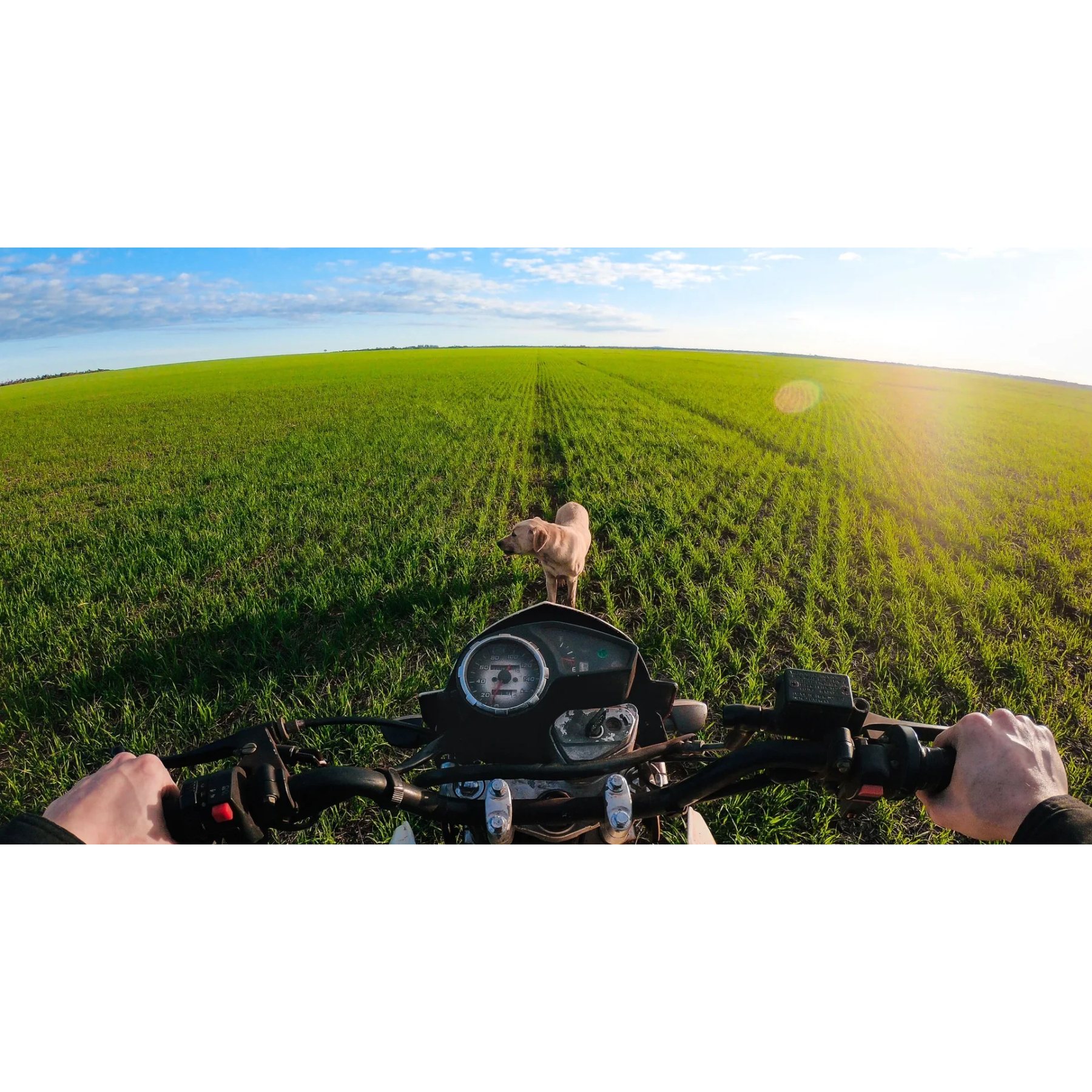 Harnais poitrine Chest Mount pour caméra GoPro - Conrad Electronic France
