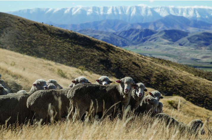 Herde Merinoschafe in den Bergen 