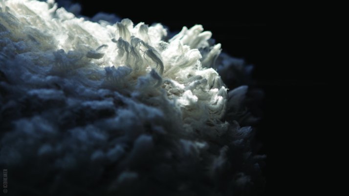 Détail laine mérinos Détail laine mérinos